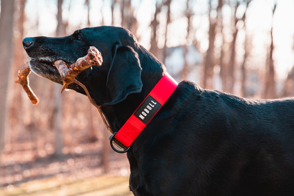 NOBULL Dog Collar (1.5 Inch) Red